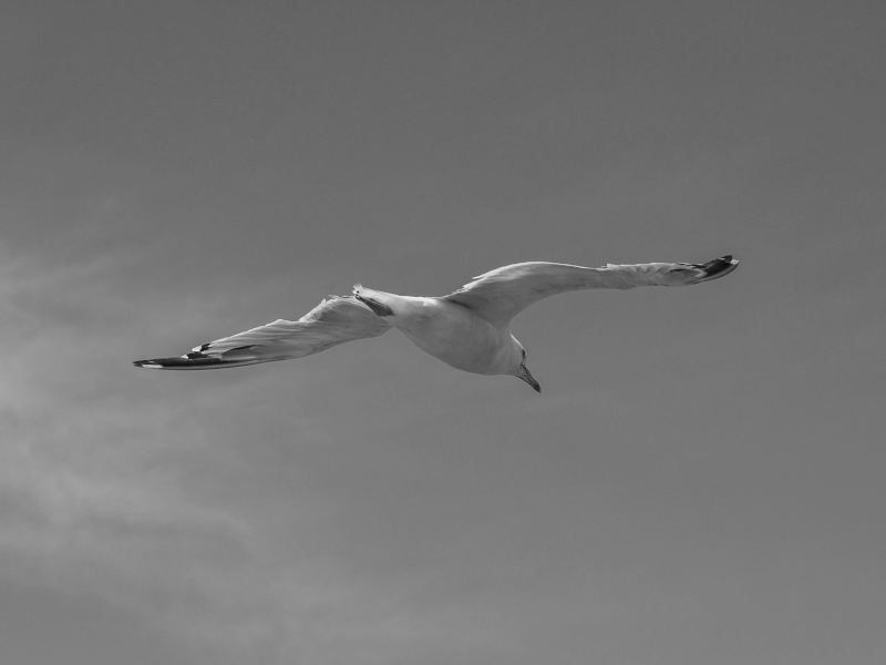 Symbolbild fliegende Möve mit Verlinkung zu Google Maps